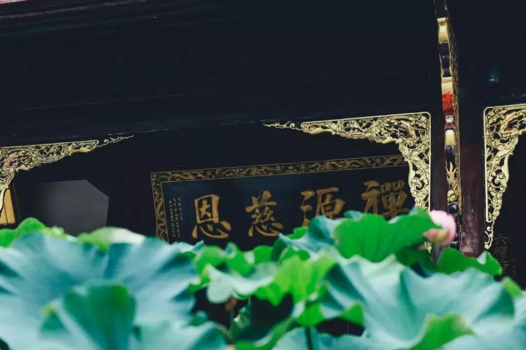 成都最美荷花池,成都荷花池有哪些