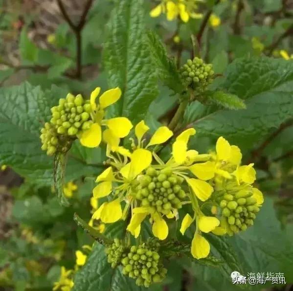 寿司用芥末好吃还是刺身用的芥末,三文鱼刺身除了芥末还有什么
