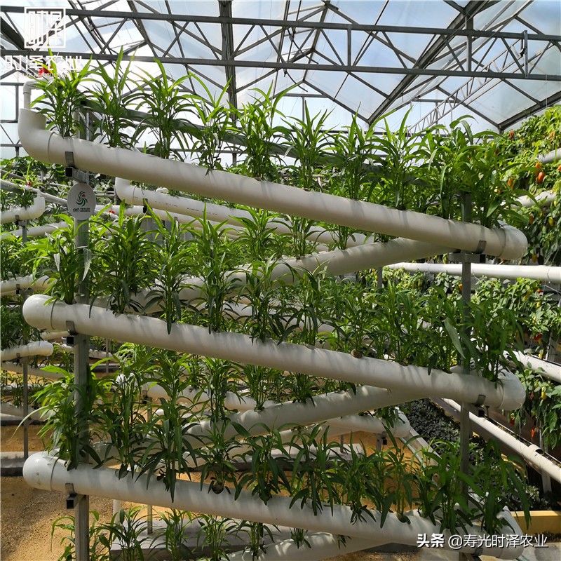 大棚无土栽培番茄病虫害防治,无土栽培有机蔬菜病虫害防治