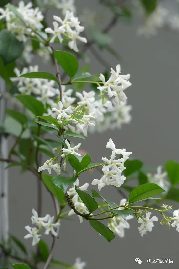 络石（Trachelospermumjasminoides）