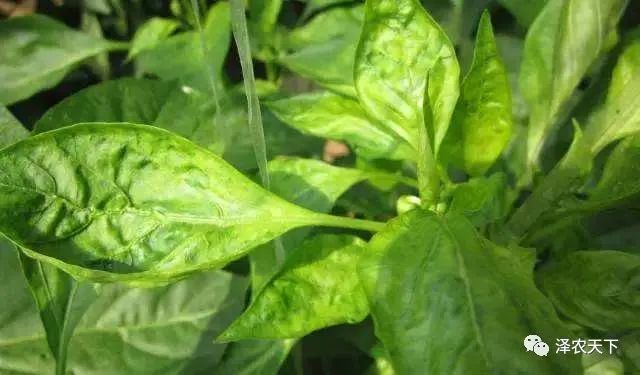 导致辣椒卷叶的原因较多，如何针对性地防治?