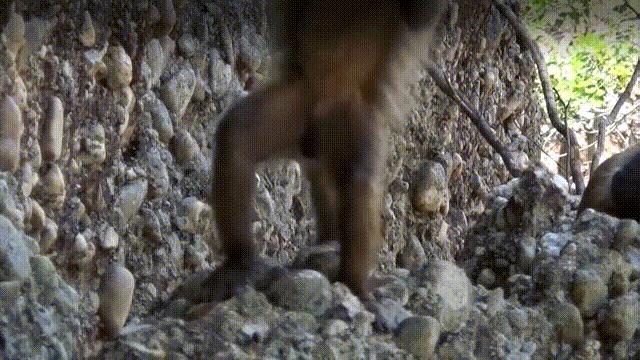 蚬蚌蛏的区别是什么,蚶子蛤蜊蚬子区别