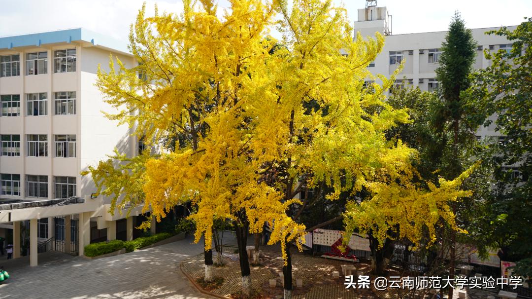 云南师大实验中学2021届8班,云南师范大学实验中学高中部