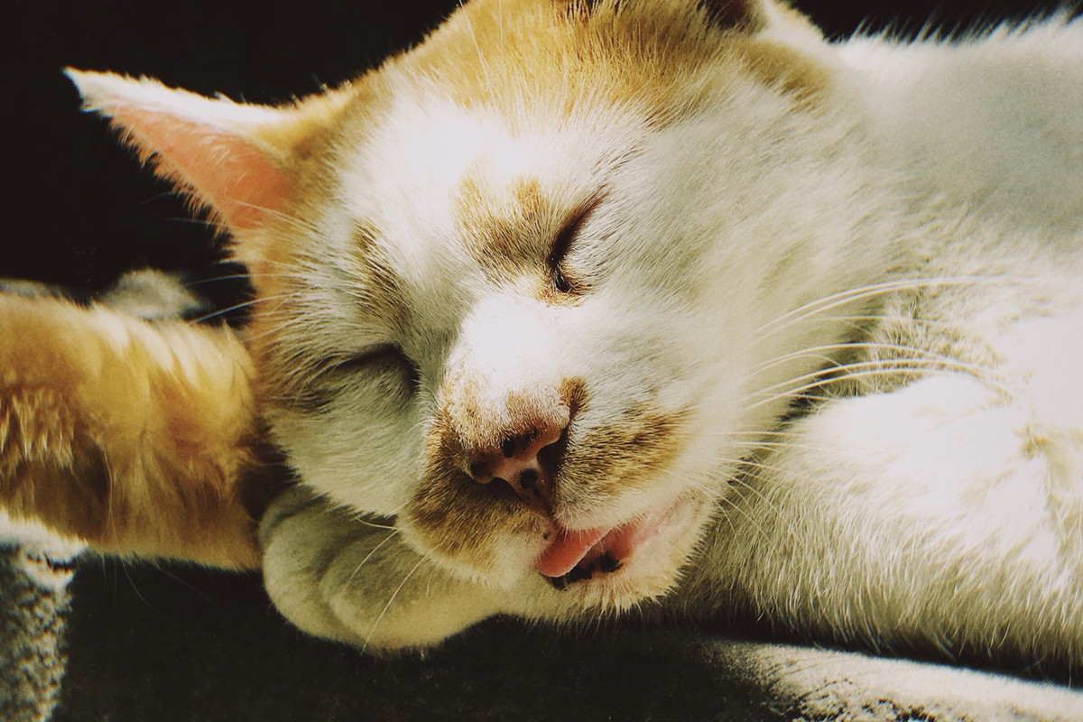 成都拍照鸳鸯楼,成都一栋老房子成网红景点