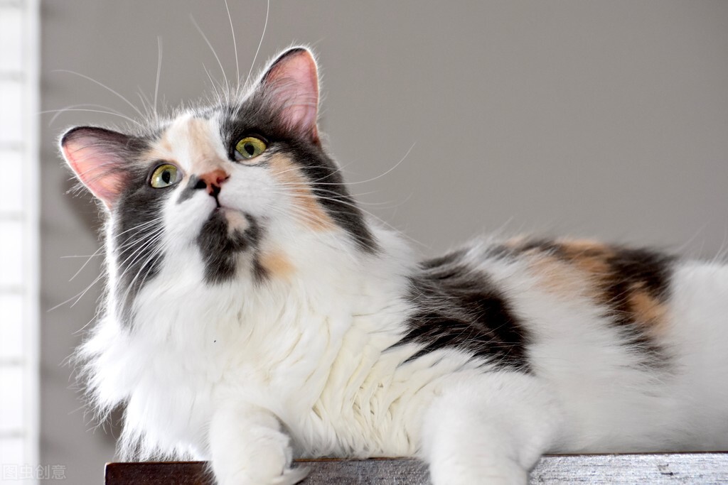 猫咪弓形虫用什么驱虫药,驱虫可以驱弓形虫吗