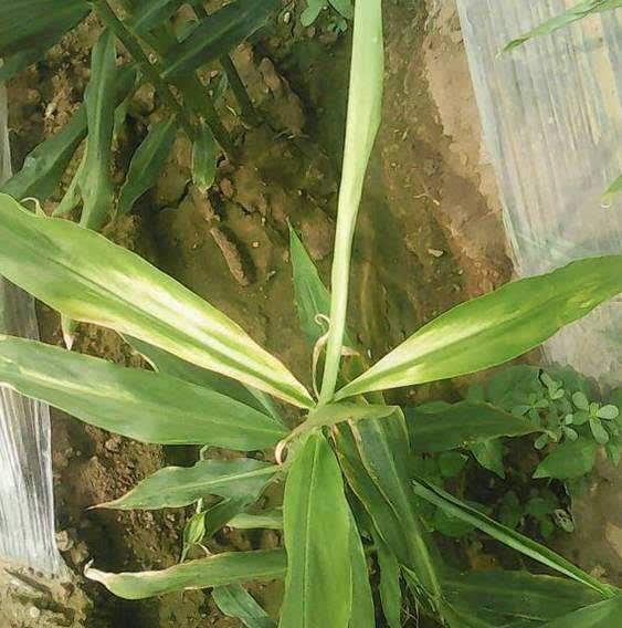 大姜高产栽培技术,大姜长势不好用什么能快速生长