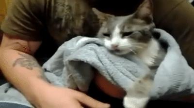 猫咪中毒急救药物,猫咪尿闭急救
