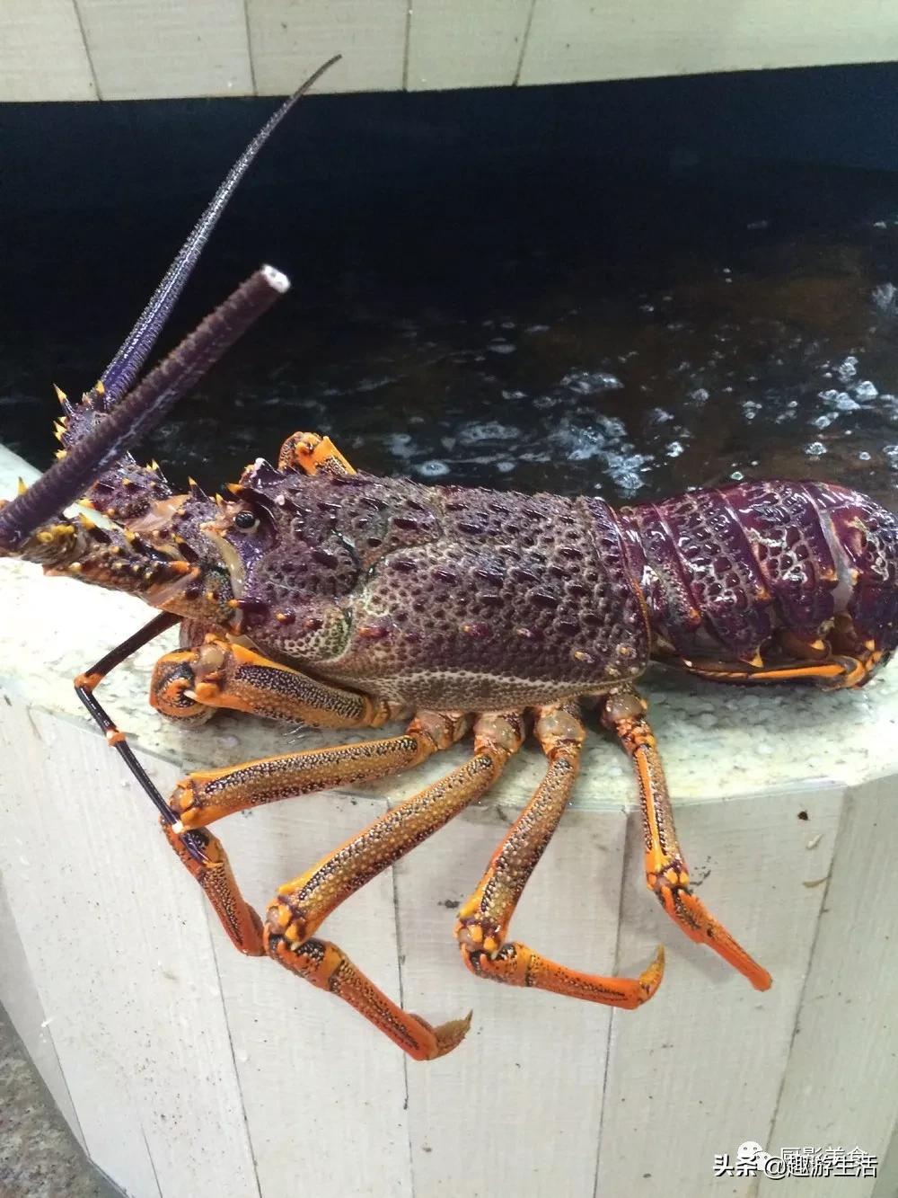 世界上的各种龙虾,世界上最大龙虾