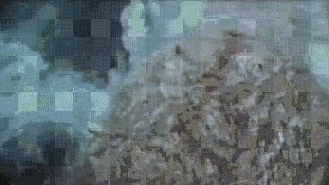 蚬蚌蛏的区别是什么,蚶子蛤蜊蚬子区别