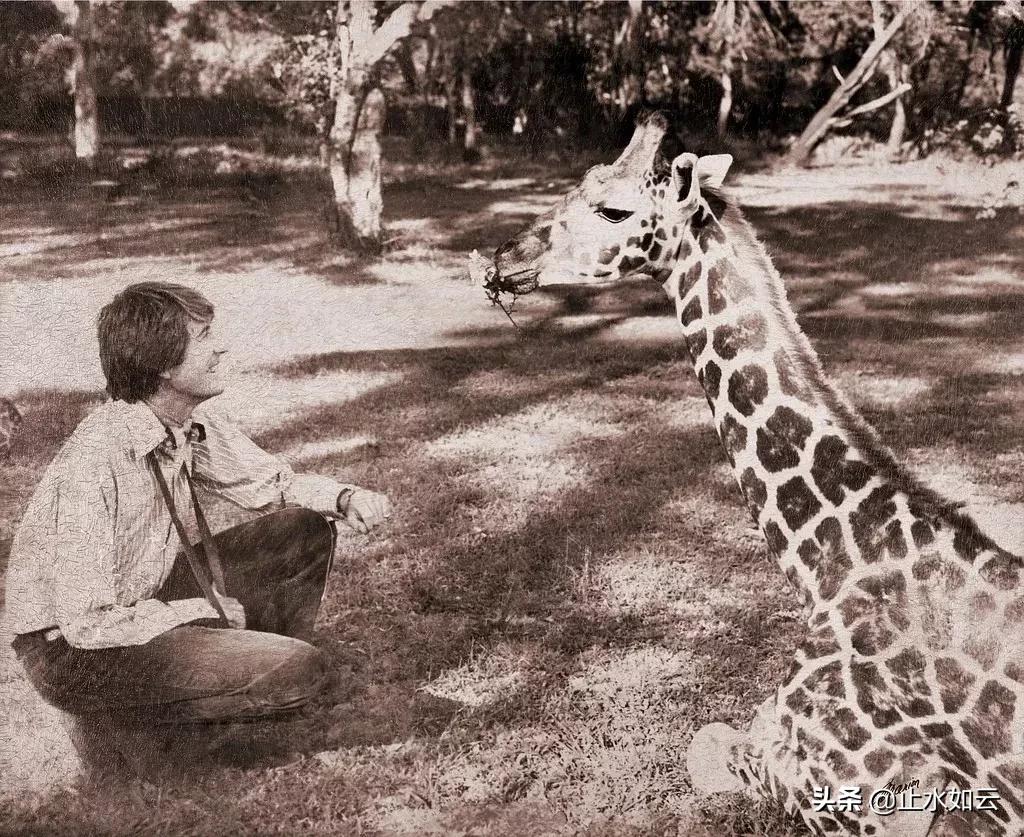 吃长颈鹿治艾滋病？为保护谣言下的生命他们建了家世界唯一的酒店