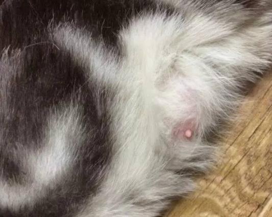 流浪猫咪怀孕时需要注意什么,如何判断猫咪是否怀孕了