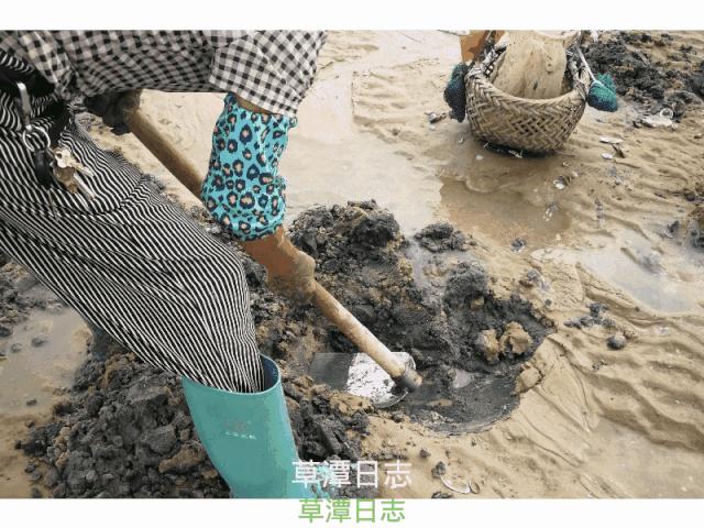 7月份的湛江海边有什么海鲜,湛江开海哪里海鲜便宜