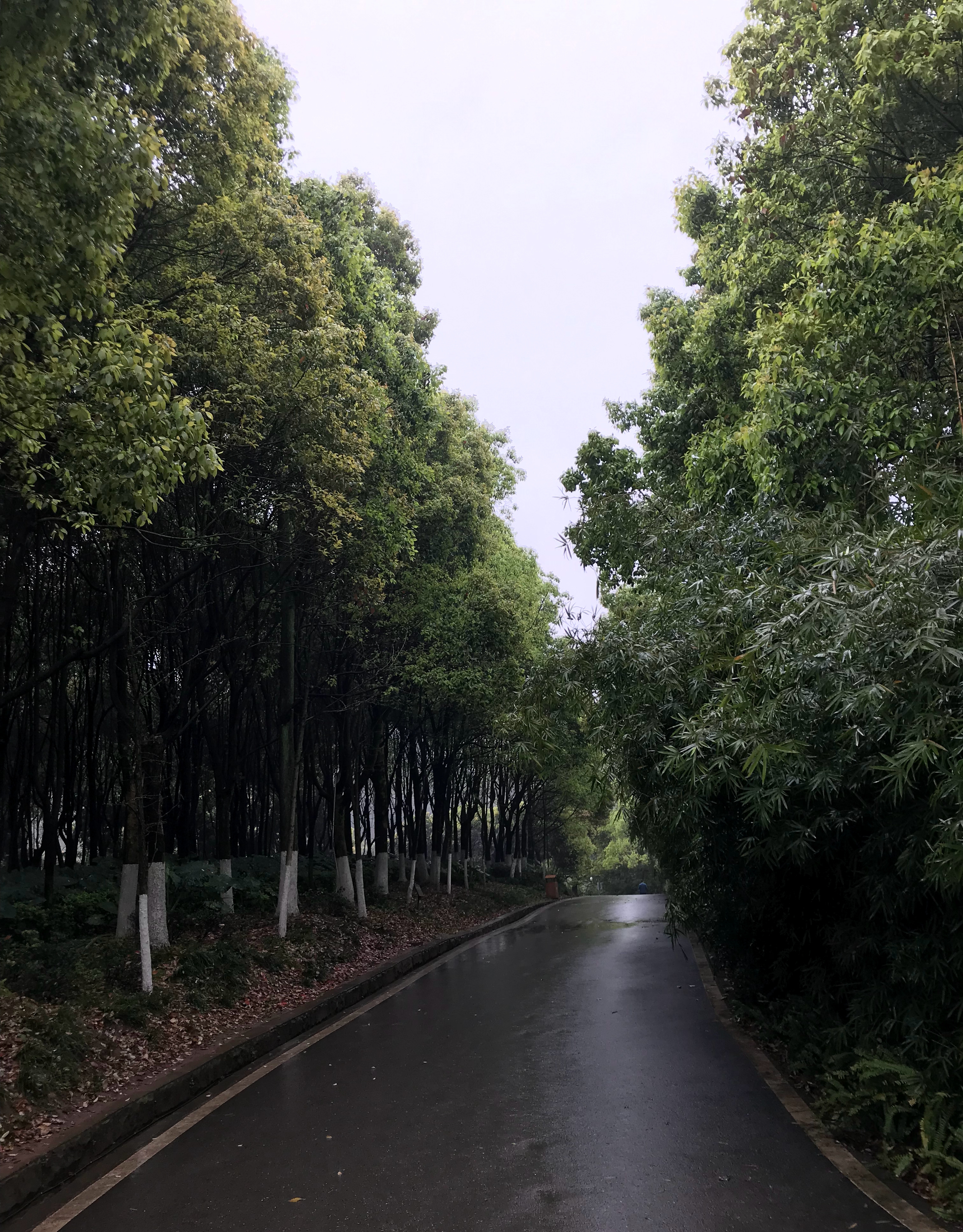 照母山环境,照母山山林