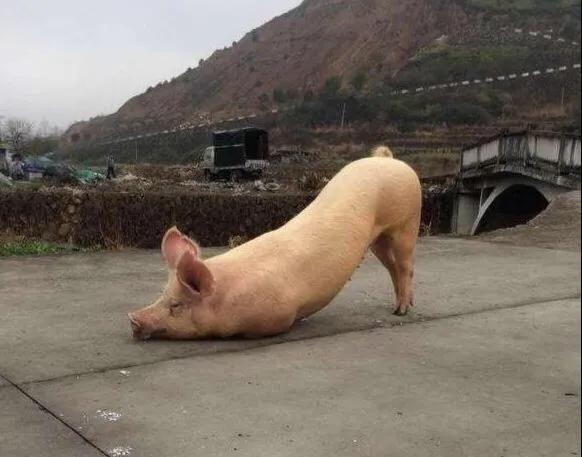 猪被杀前寺庙拜佛,一头猪跑到寺庙跪拜后来被杀了