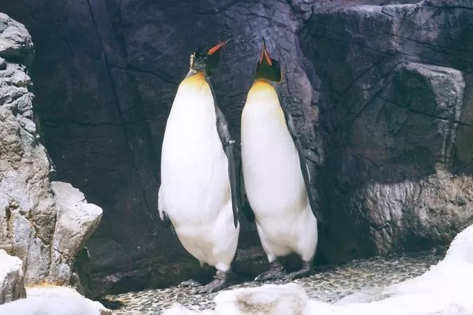 不一样的大阪三日游，瑠璃一束光，值得一来再来