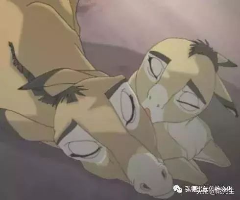 “驴子孝”，感天动地的真实故事