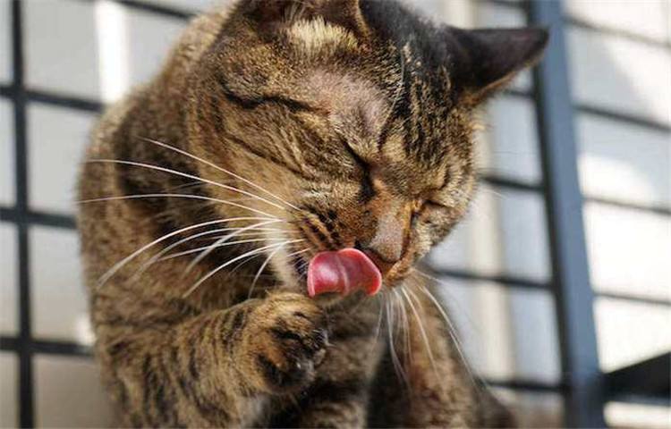 猫咪更爱吃老鼠还是猫粮,猫咪更爱吃鸡肉还是猪肉