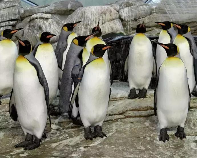 世界十大神奇动物,十大神奇动物园