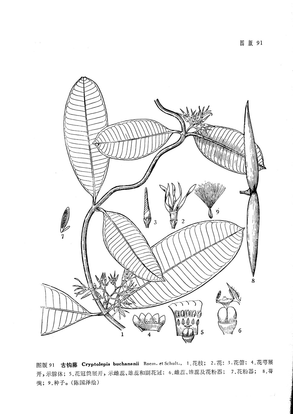 中药材钩藤介绍,古钩藤的功效与作用