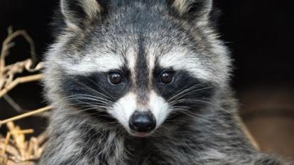 携带埃博拉病毒的动物,携带病毒最多的动物