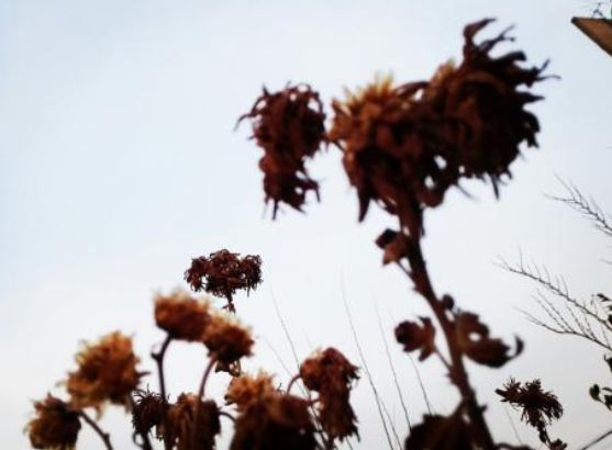 初冬最美诗词赏析,八首冬至诗词让你邂逅最美冬天