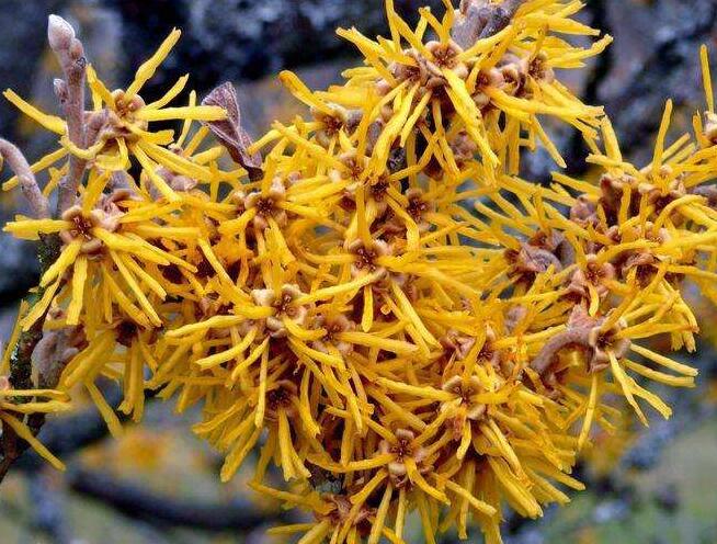 脸部螨虫多毛孔粗大,脸上螨虫毛孔粗大还能不能恢复