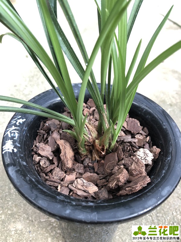 兰花上盆注意事项有哪些,兰花护盆草选择