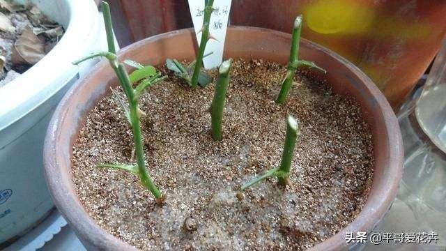 夏季室内小黑飞怎么消灭最彻底,防小黑飞的植物