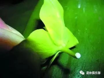 多肉植物有毒吗误食了怎么办,多肉植物真的有毒吗视频