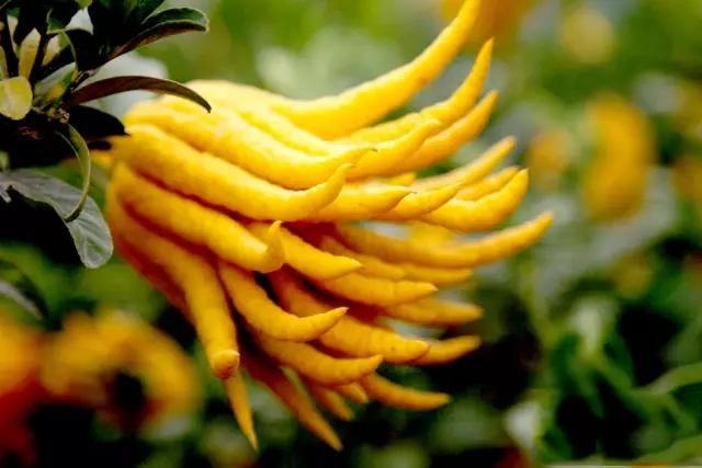 佛手只长叶不开花,佛手只有一种果子