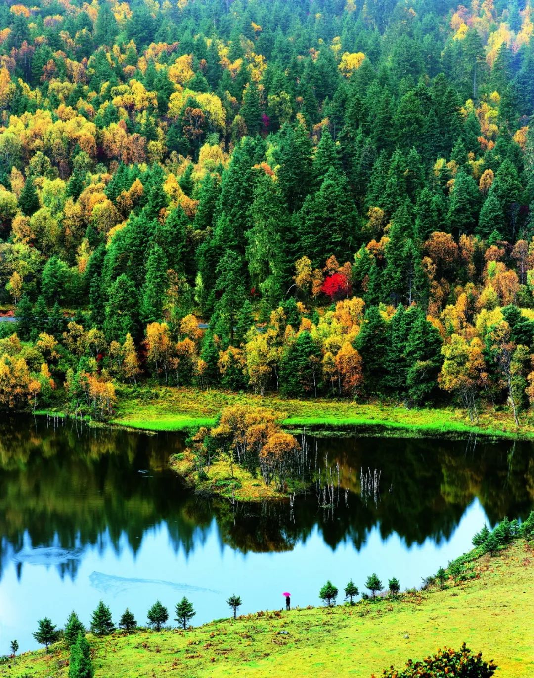 草原上特有的狼毒花,香格里拉狼毒花在哪里