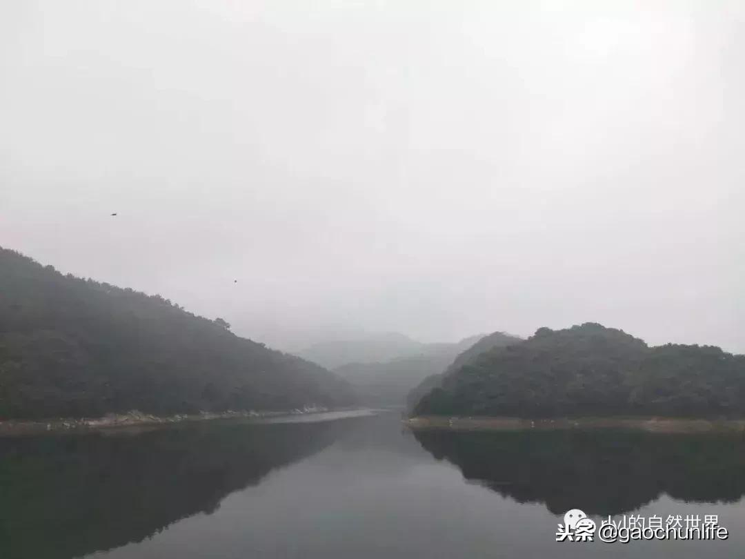 草龟难养,养草龟笔记