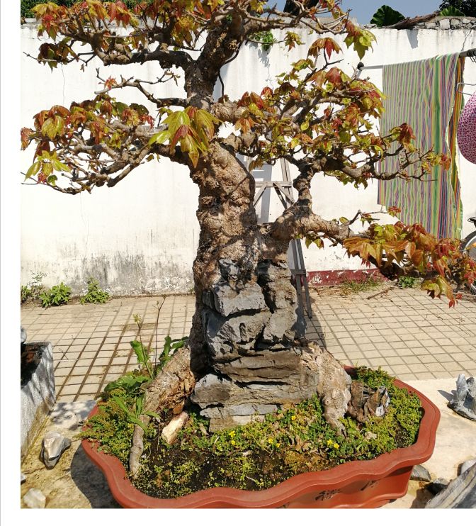 适合做附石盆景的植物,附石盆景如何固定石头