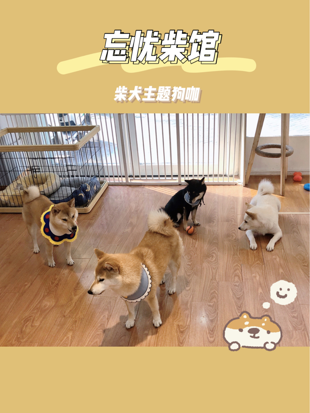 南通柴犬犬舍,上海狗咖馆推荐柴犬