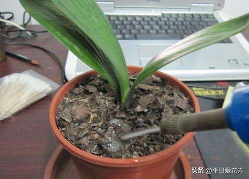 养君子兰的正确方法怎么浇水,8月份君子兰花怎么养才能旺盛