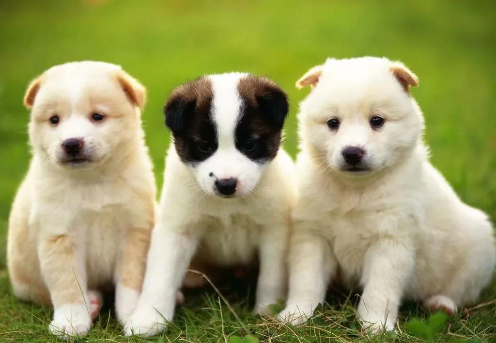 狗猫鼠阅读笔记,狗猫鼠内容概括