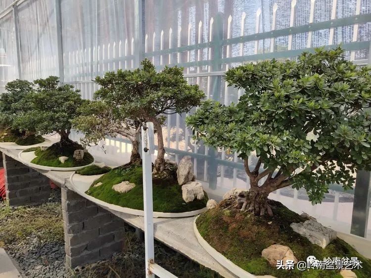 盆景产业的前景,我的盆景创业之路