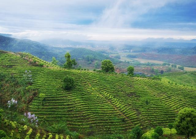 江西靖安最好的茶园,靖安高山白茶茶园