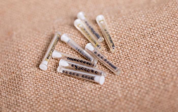 中医传承六神丸,中国神药六神丸