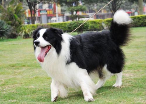 边牧不训练会不会成傻狗,边牧犬为什么不建议养成