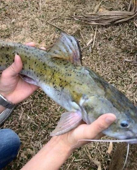 名贵的六种鱼你吃过几种,20种名贵海鱼