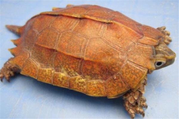 世界上最濒危的乌龟是什么龟,世界上最凶猛的乌龟深水龟