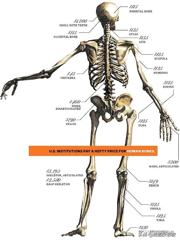 带你揭秘印度人骨*市黑**：骨头明码标价，祖宗们的尸身变成摇钱树