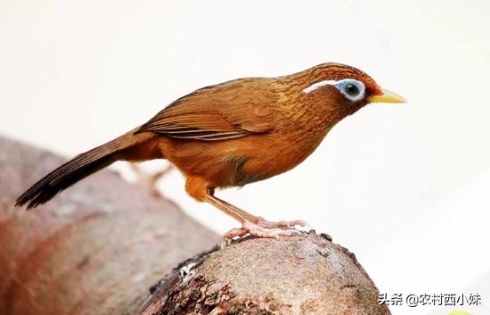 给画眉小鸟提性,画眉鸟提性最快的方法