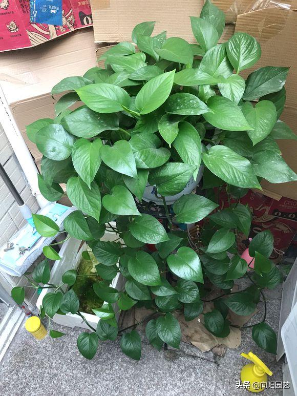 绿萝黄叶浇水过多怎么挽救,绿萝黄叶了怎么养浇点什么水