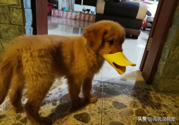 金毛喜欢咬东西是什么原因,两个月的金毛老是乱咬怎么回事