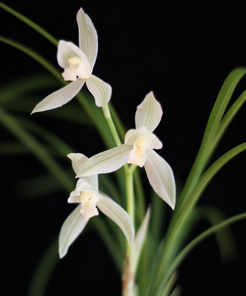 大理云龙县莲瓣兰,莲瓣兰滇西红缘