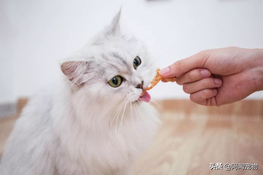 在家给猫咪洗澡要注意什么,在家给猫咪洗澡教程