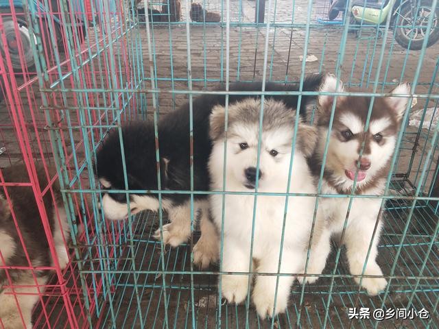 开封狗品种大全,开封狗市是中国最大的吗