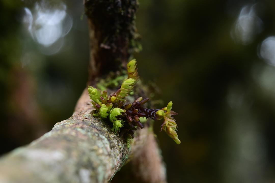 吃毒菇、睡蛇窝,只为挖一堆草,这个重庆博士要做当代神农